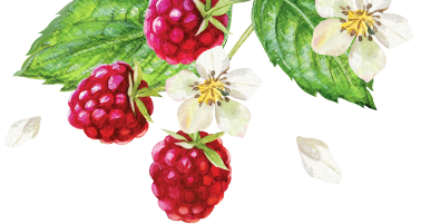 raspberry